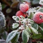 Frostige Beere (Cotoneaster dielsianus)