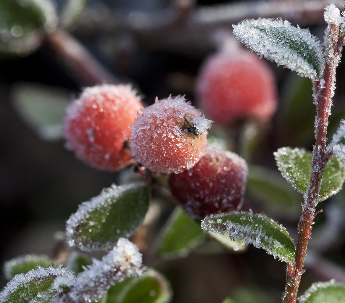 Frostige Beere II (Cotoneaster dielsianus)