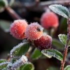 Frostige Beere II (Cotoneaster dielsianus)