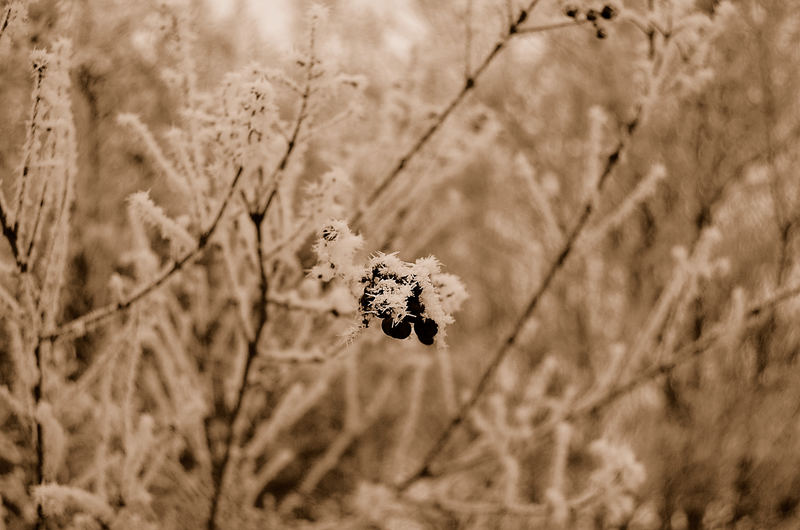 Frostige Beeren