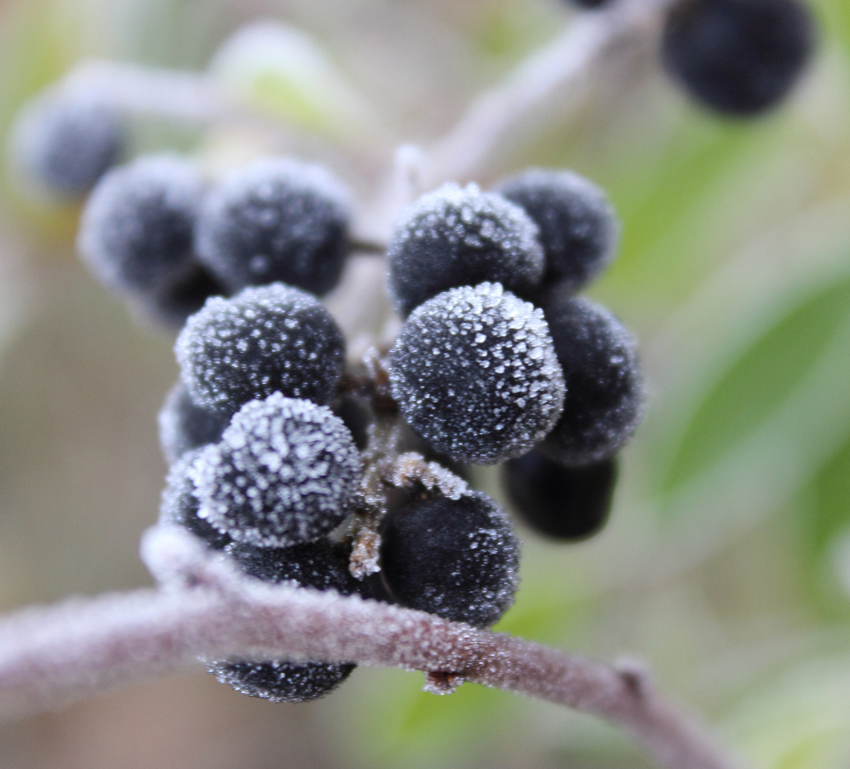 Frostige Beeren