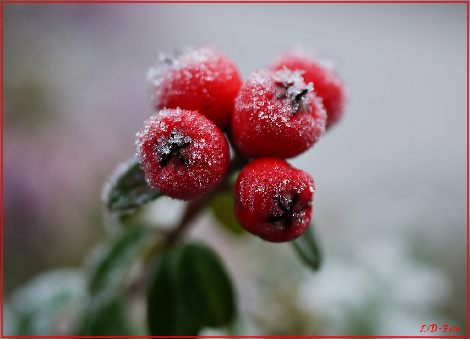 frostige Beeren