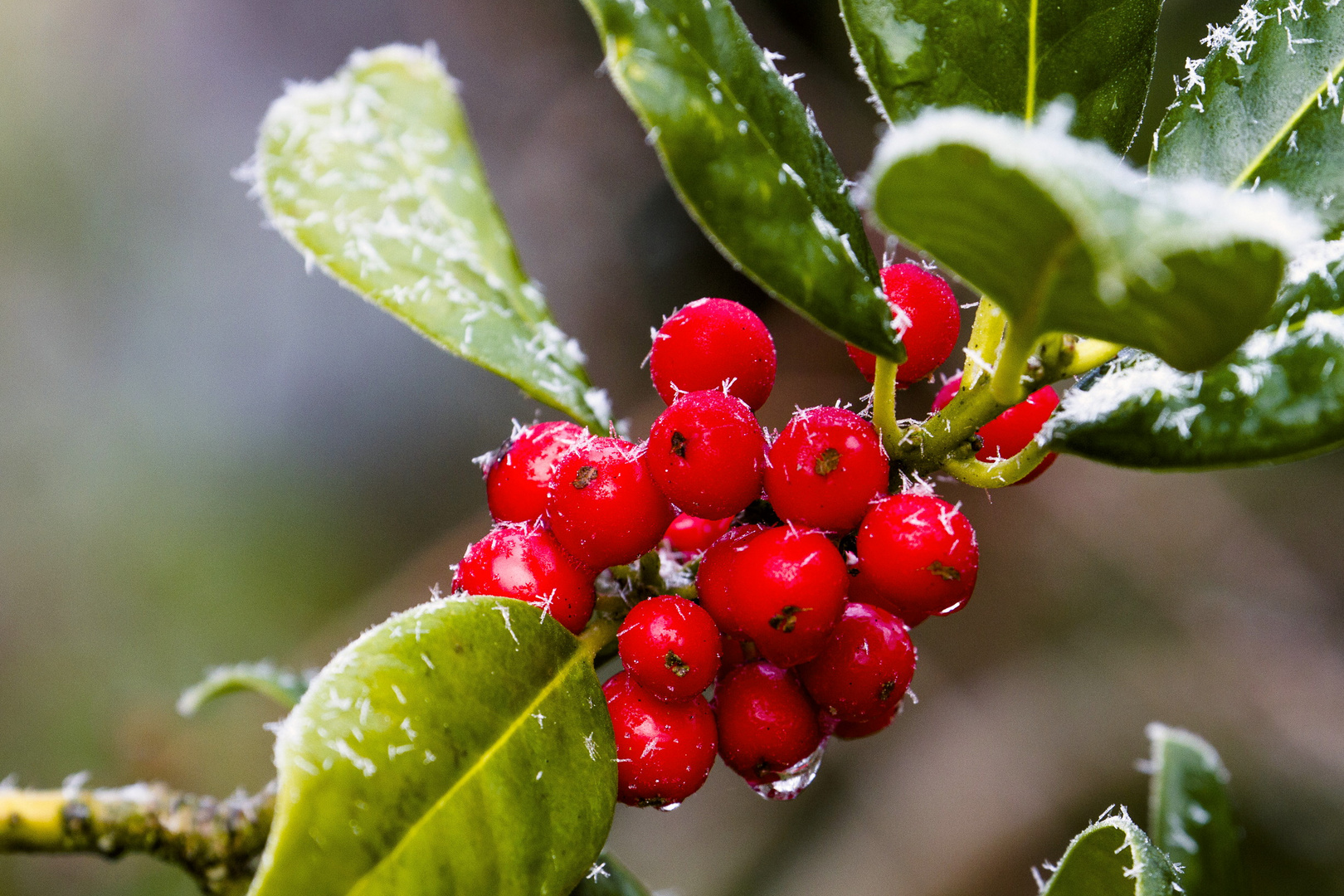 … frostige Beeren …