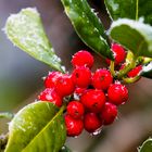 … frostige Beeren …