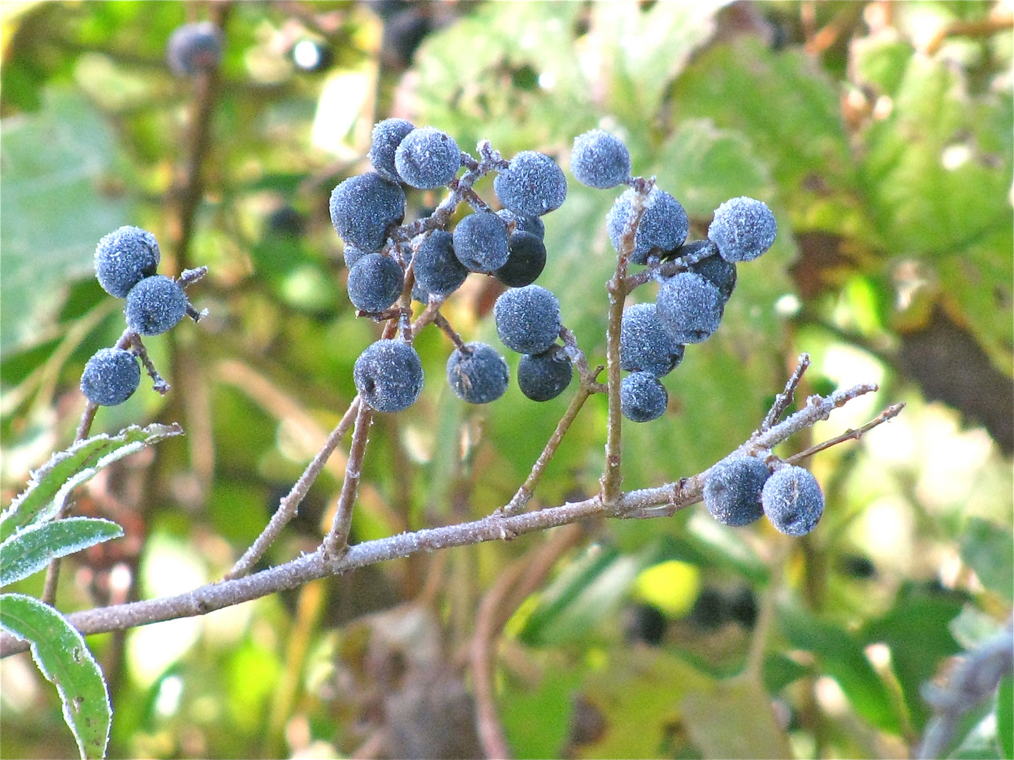 ... FROSTIGE BEEREN ...