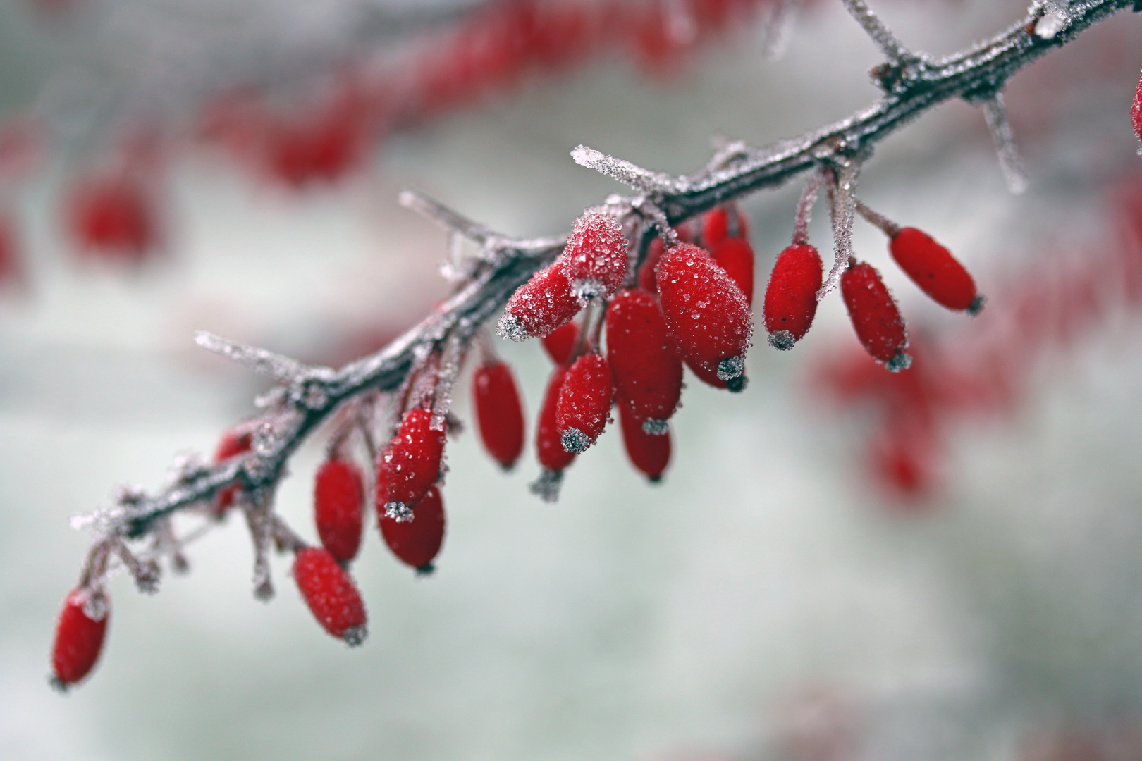 Frostige Beeren