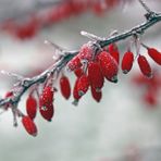 Frostige Beeren