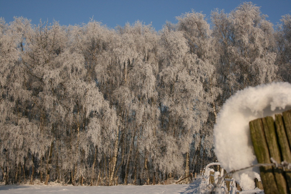 Frostige Birken