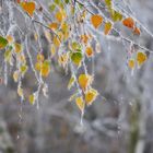 frostige Birkenblätter