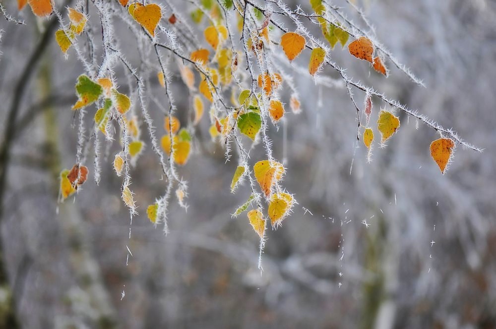 frostige Birkenblätter