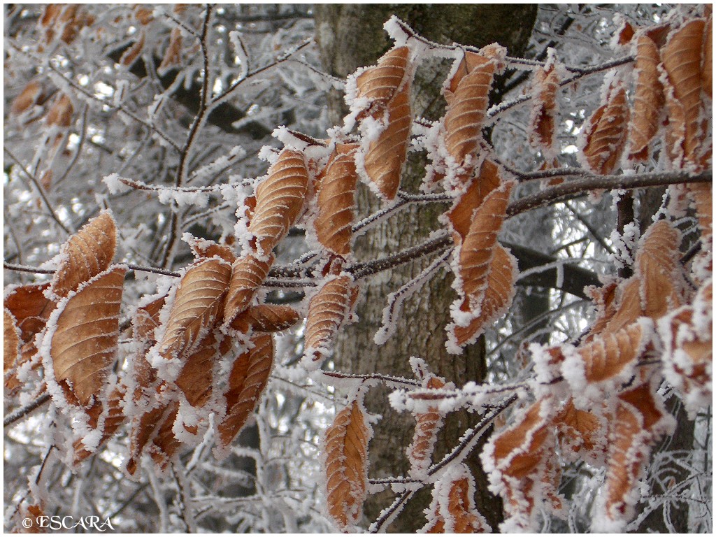 Frostige Blätter