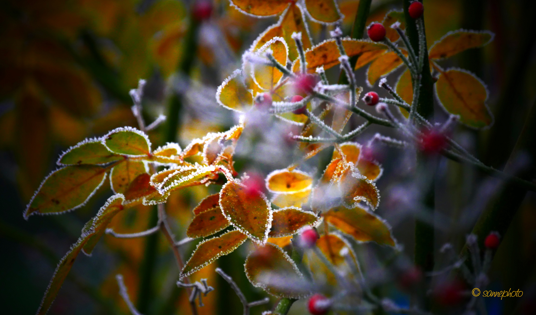 frostige Blätter