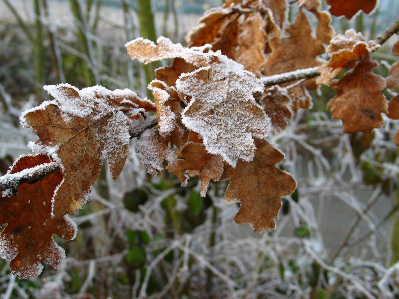 Frostige Blätter