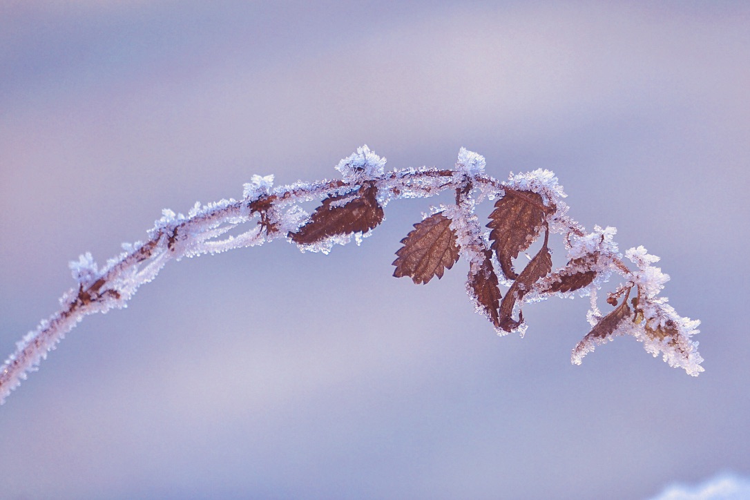 Frostige Blätter