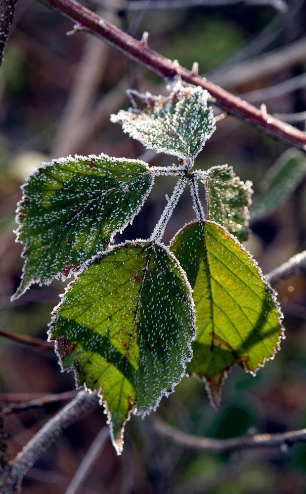 Frostige Blätter