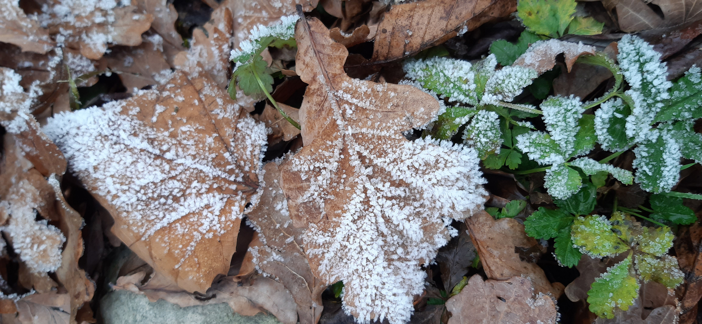 Frostige Blätter 