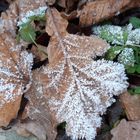 Frostige Blätter 