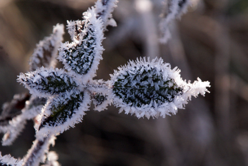 Frostige Blätter...