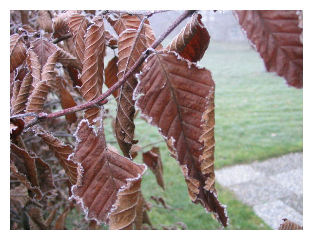 Frostige Blätter