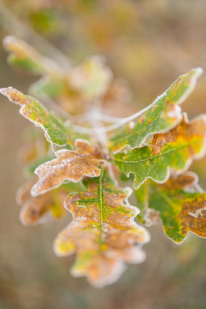 Frostige Blätter im Herbstwald