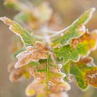 Frostige Blätter im Herbstwald