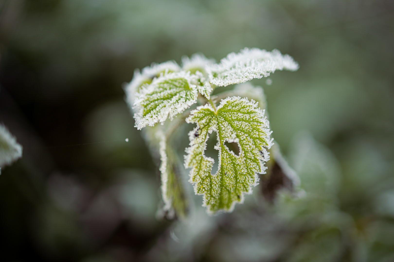 Frostige Blätter im Herbstwald