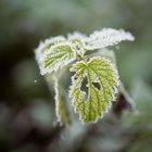 Frostige Blätter im Herbstwald