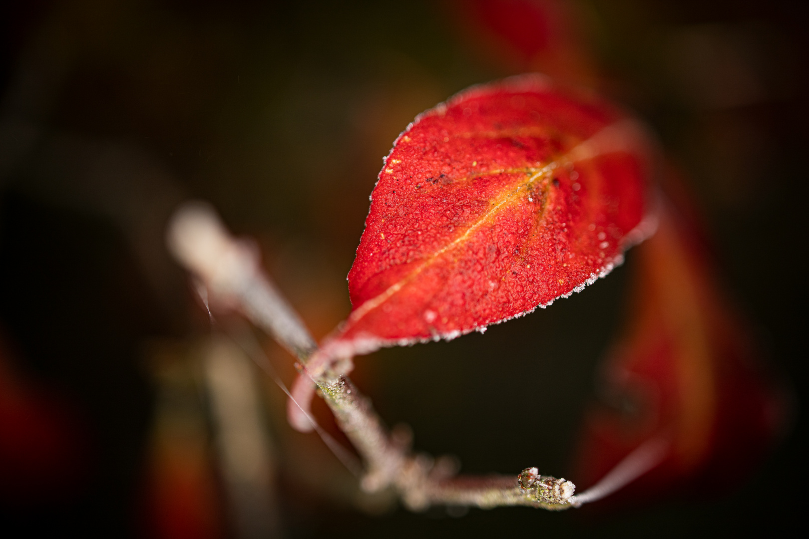 Frostige Blätter im Herbstwald