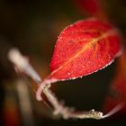 Frostige Blätter im Herbstwald