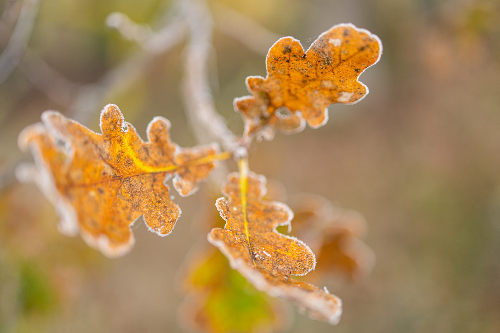 Frostige Blätter im Herbstwald