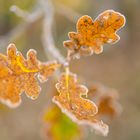 Frostige Blätter im Herbstwald