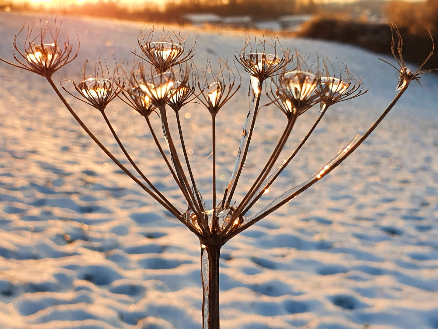 frostige Blüte