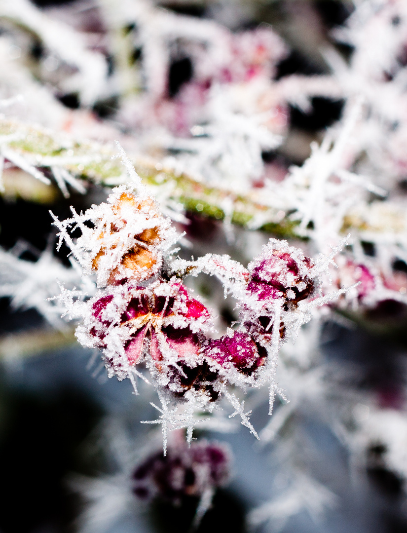 frostige Blüte