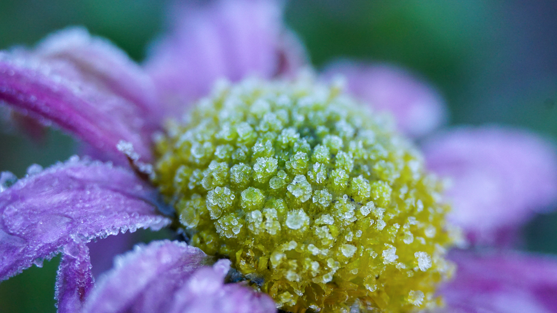 Frostige Blüte