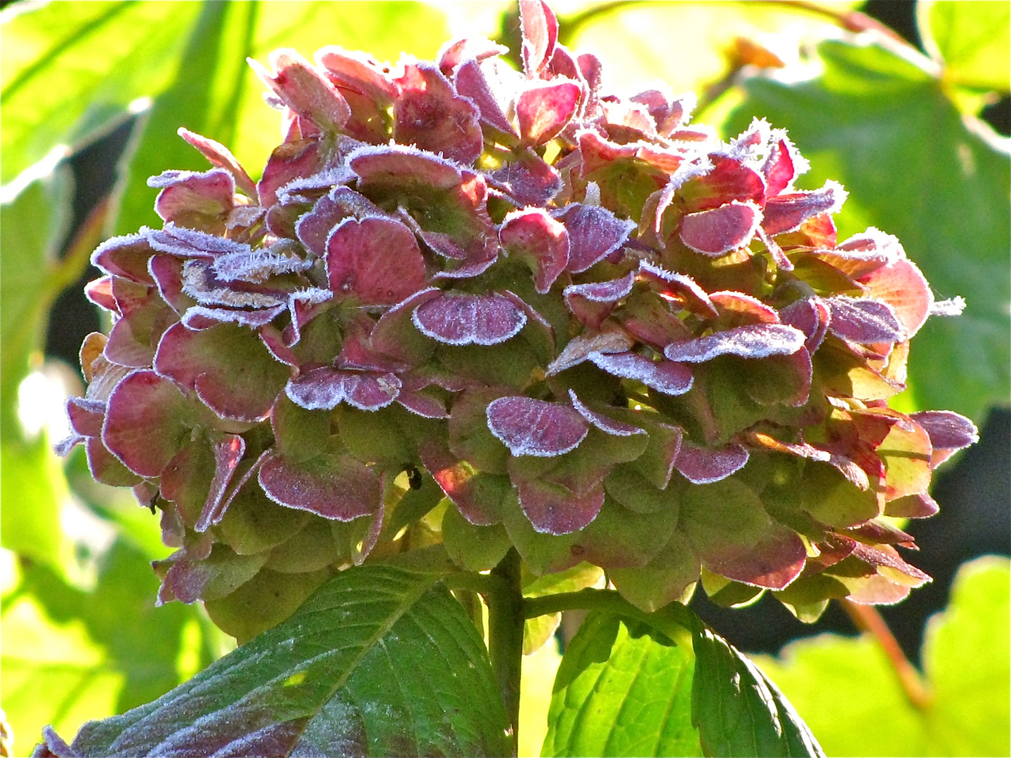 ... FROSTIGE BLÜTEN ...