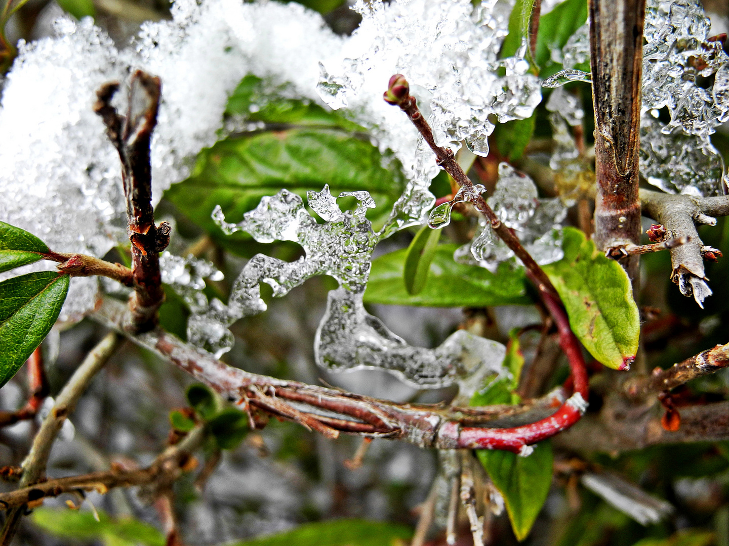 Frostige Blüten