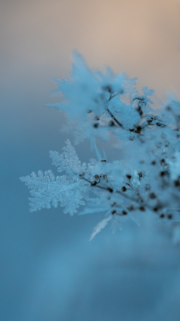 Frostige Blume