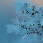 Frostige Blume