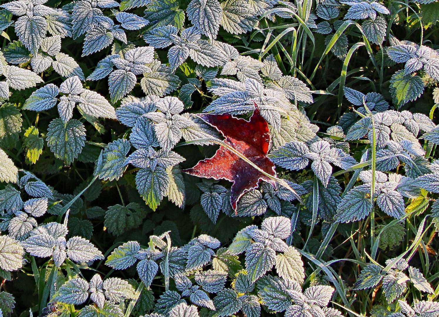 frostige Brennnessel