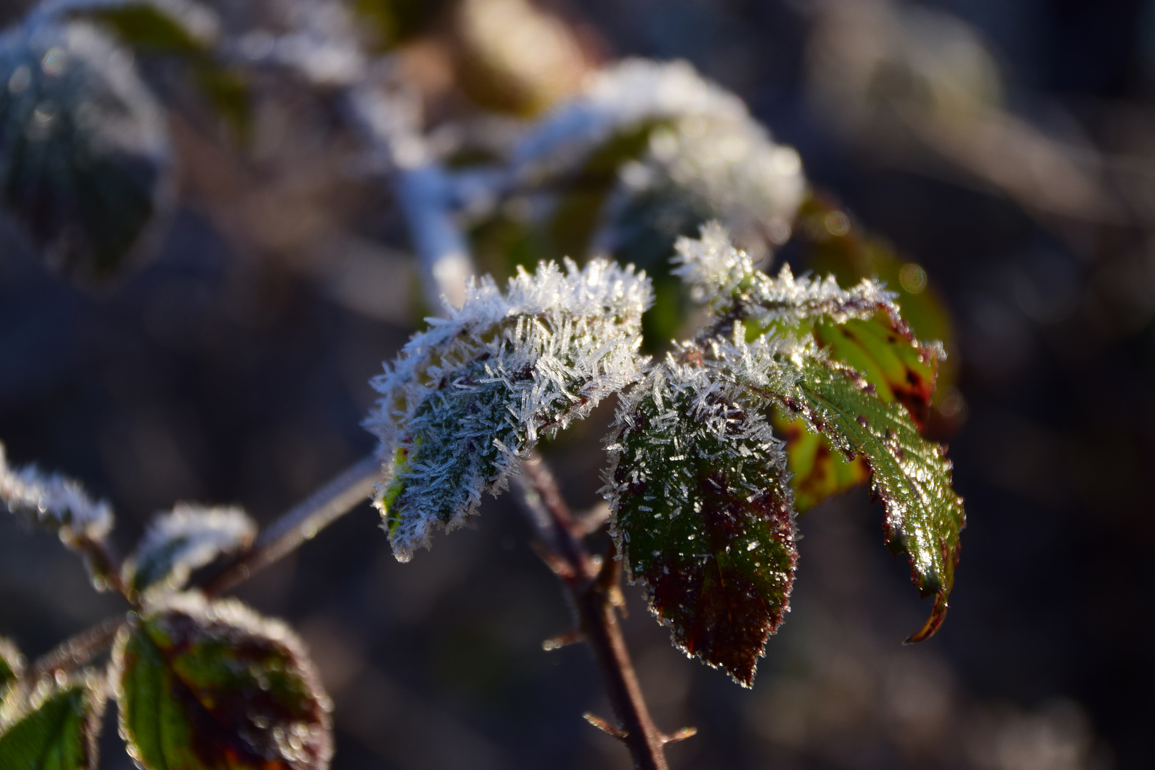 Frostige Brombeerblätter