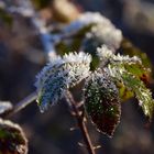 Frostige Brombeerblätter