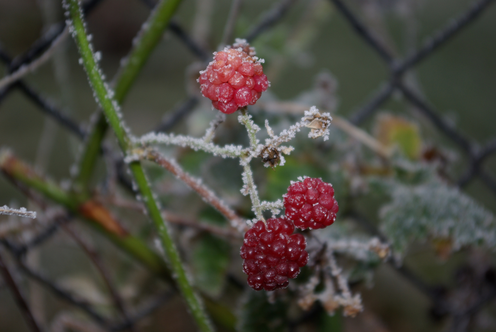 Frostige Brombeeren