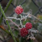 Frostige Brombeeren