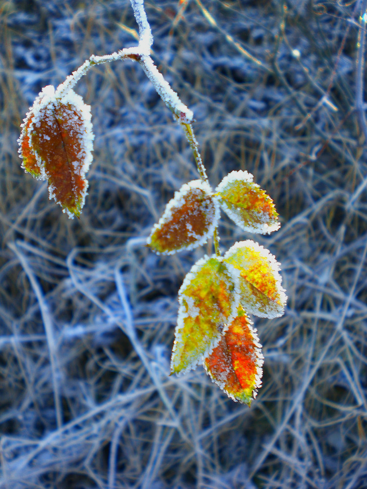 Frostige bunte Blätter