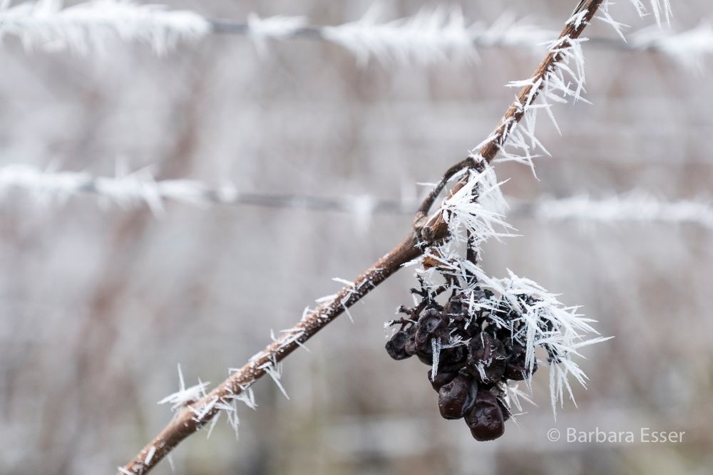 Frostige Eistrauben