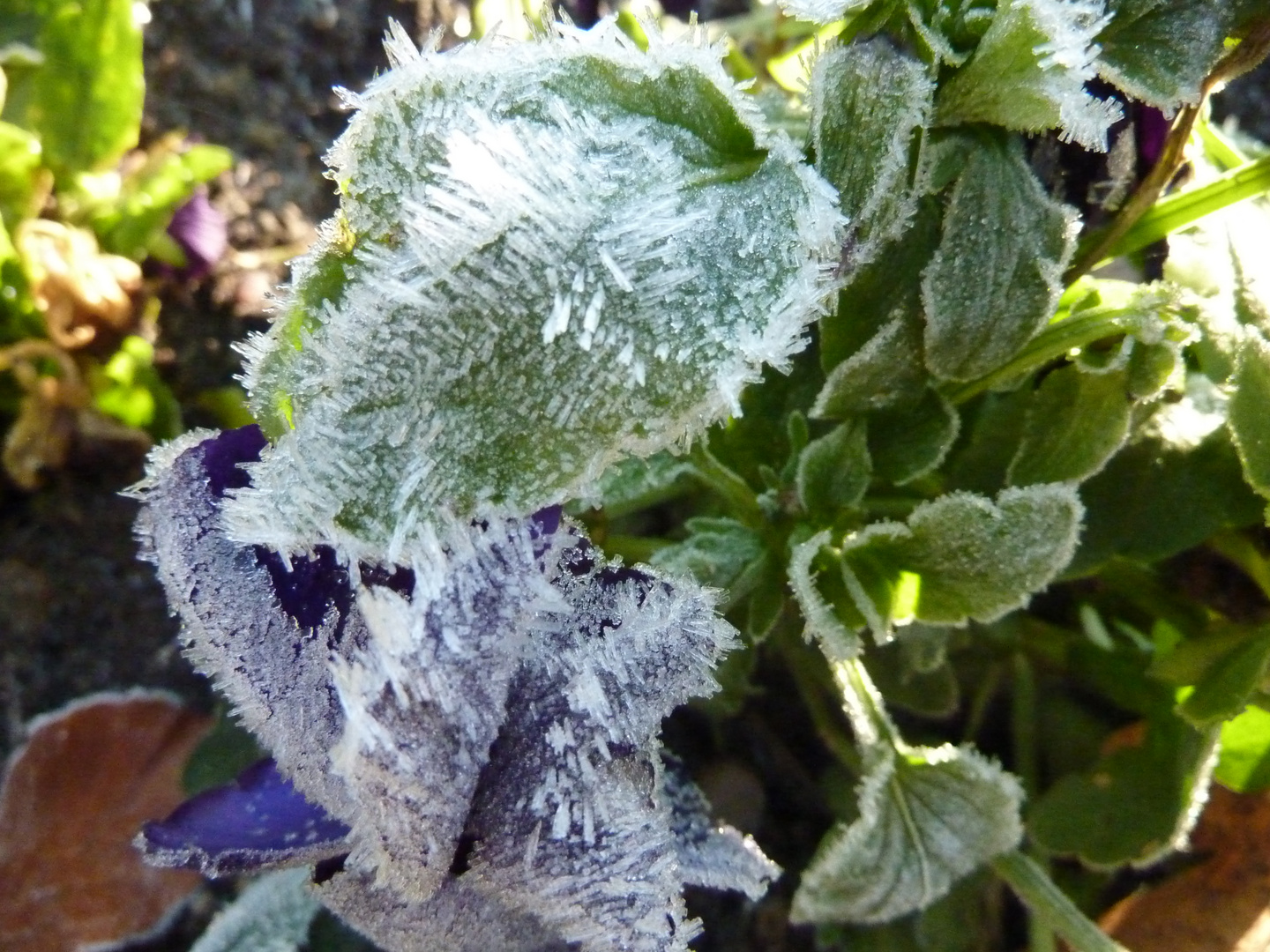 Frostige Erscheinung