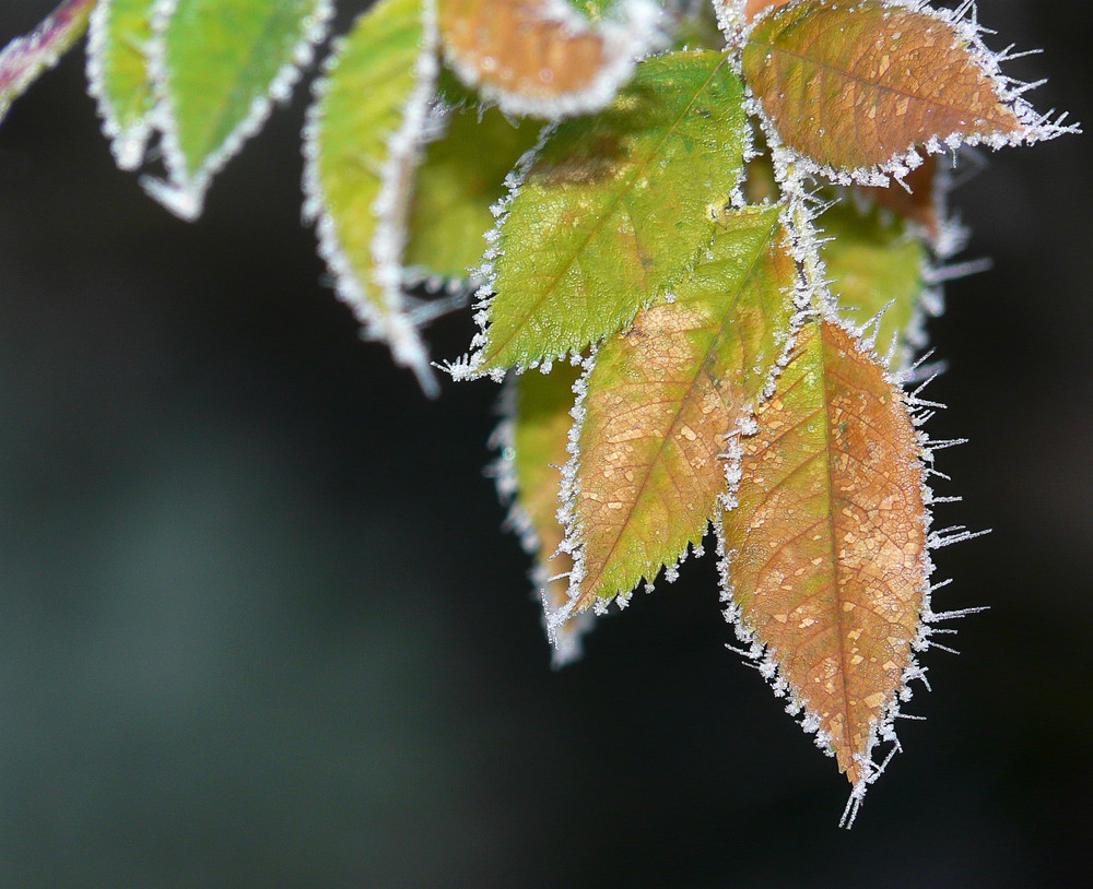 Frostige Farben