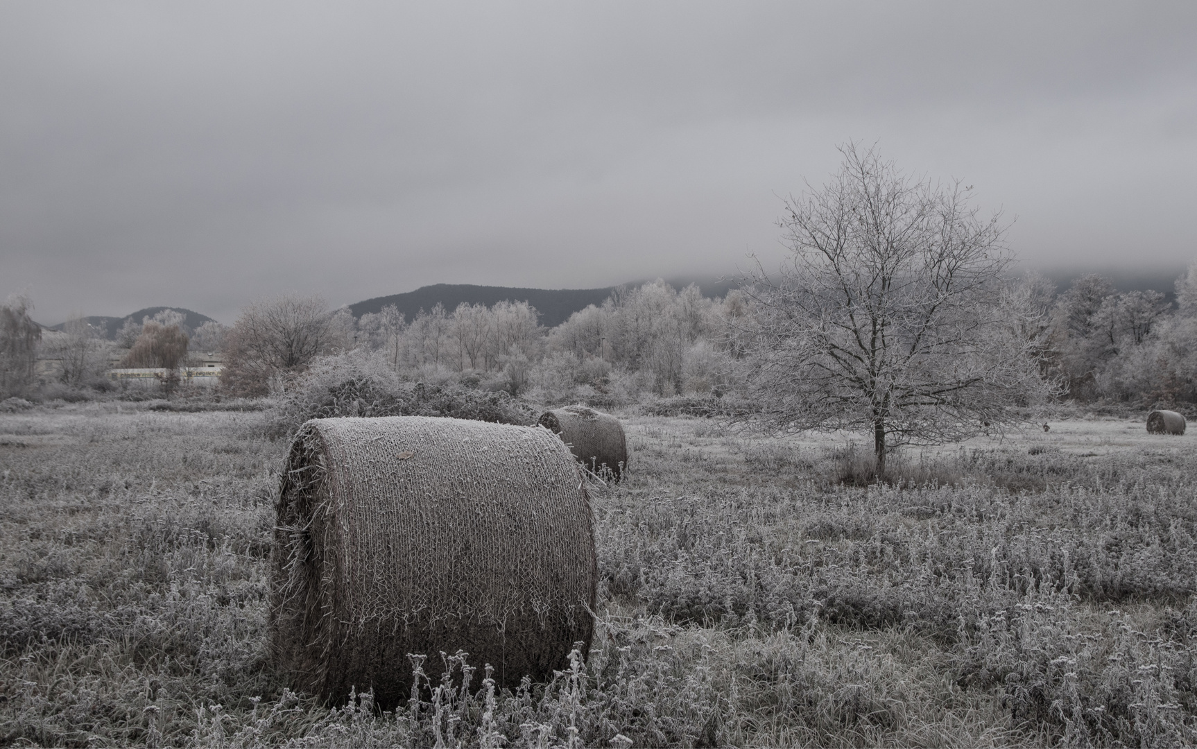 Frostige Felder