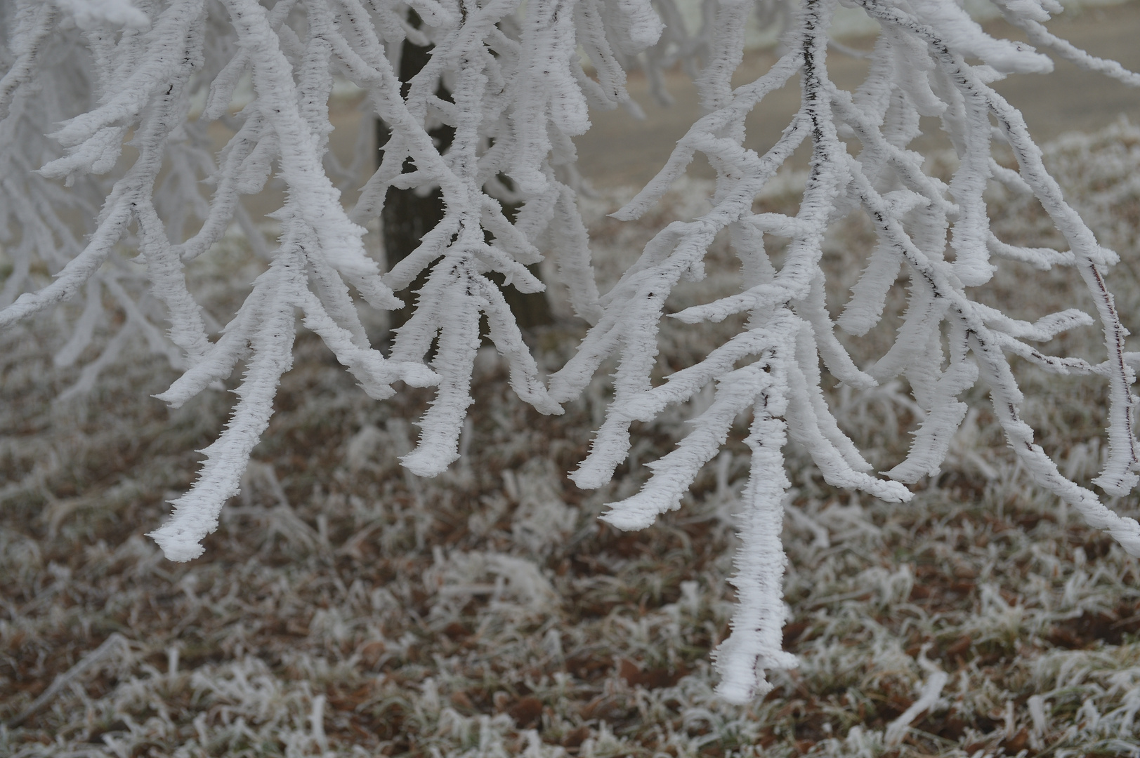 frostige finger