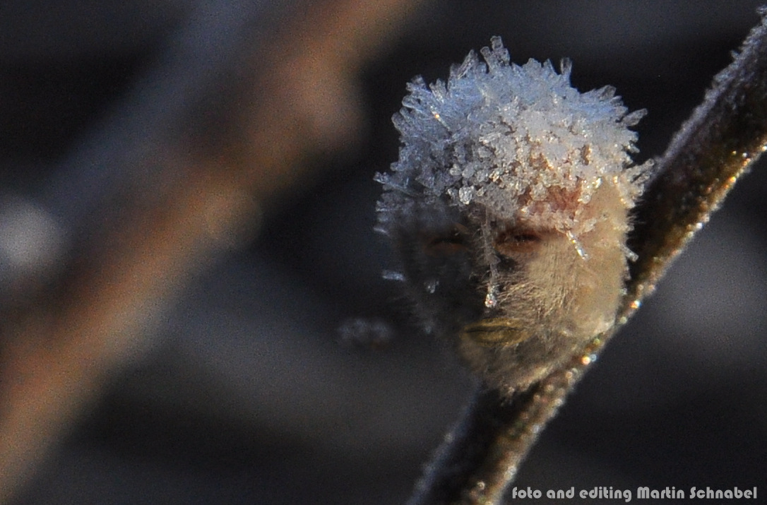 Frostige Frisur (Portrait eines Weidenkätzchens) II (edited)